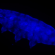 A newly described tardigrade glows in blue under UV light.